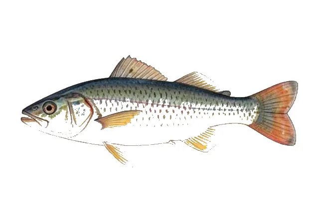 Fiveblotch Jewelfish field guide illustration