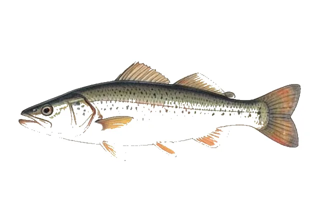 Florida Gar field guide illustration