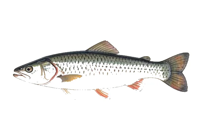 Florida Round Herring field guide illustration
