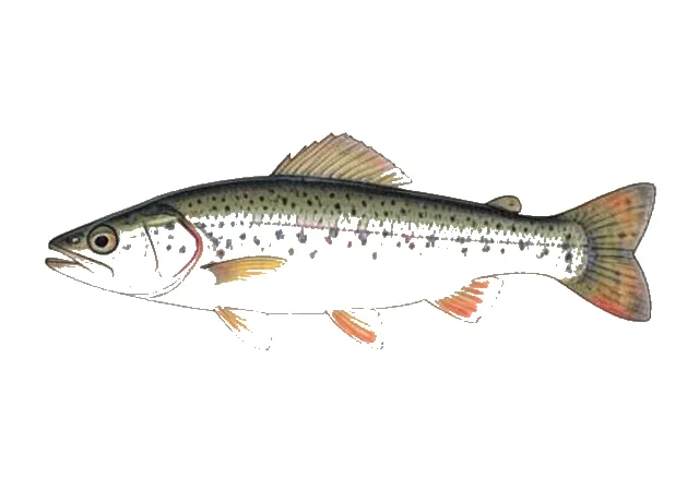 Fluvial Shiner field guide illustration