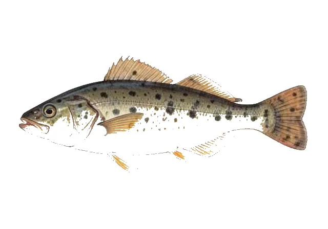Fourspot Flounder field guide illustration
