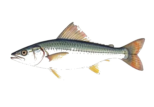 Fourwing Flyingfish field guide illustration