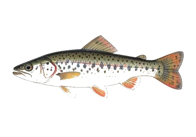 Frecklebelly Darter field guide illustration