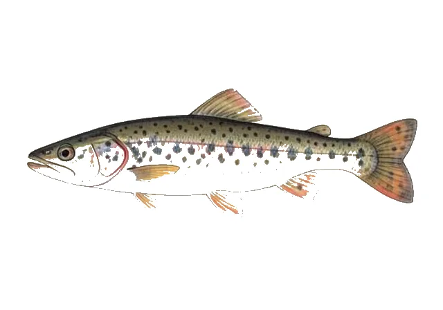 Frecklebelly Madtom field guide illustration