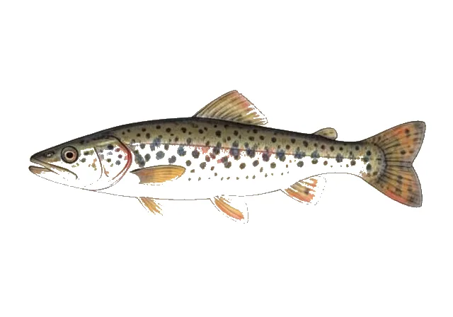 Freckled Madtom field guide illustration