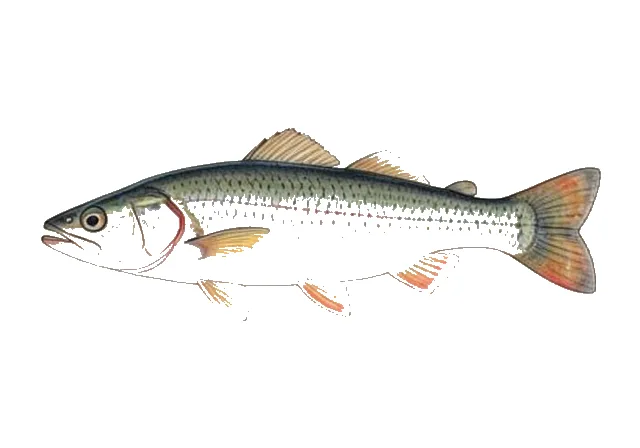 Freshwater Longtom field guide illustration