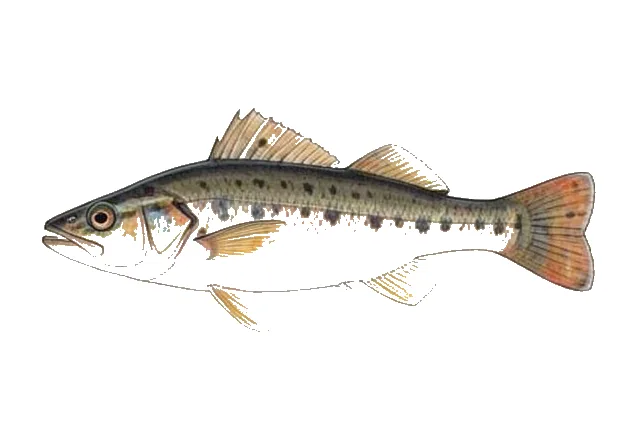 Frillfin Goby field guide illustration
