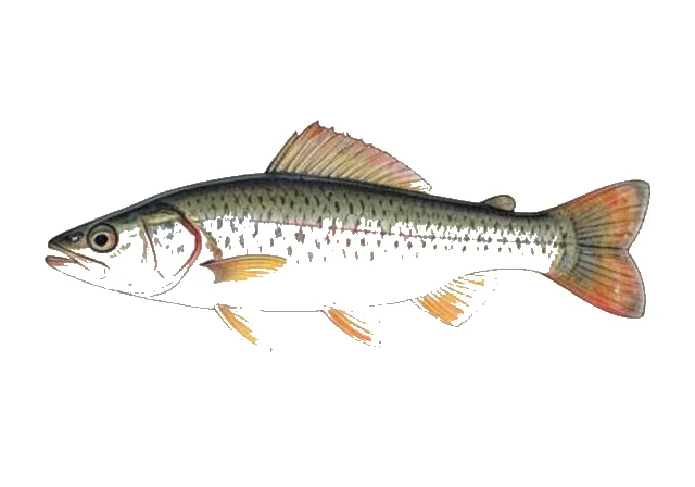 Fringed Darter field guide illustration