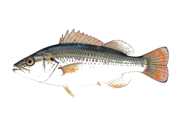 Fringed Filefish field guide illustration