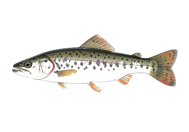 Glassy Darter field guide illustration