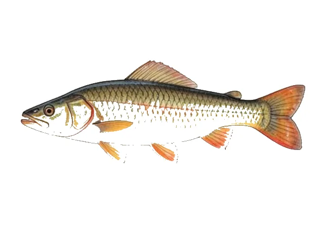 Illustration of Golden Redhorse