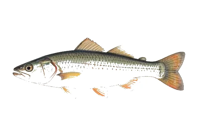 Golden Silverside field guide illustration