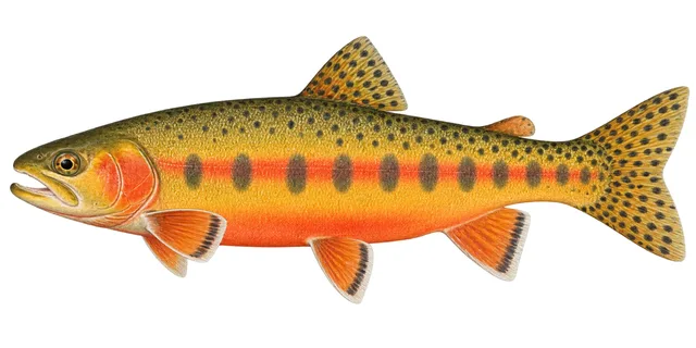 Golden Trout field guide illustration