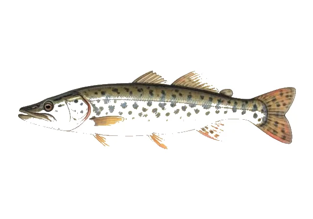Grass Pickerel field guide illustration