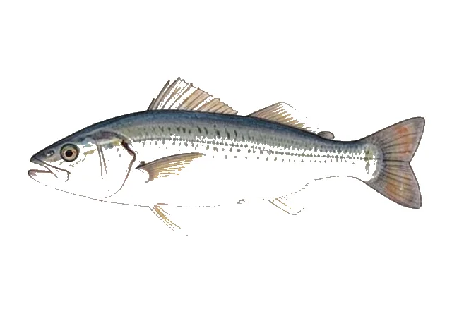 Illustration of Gray Snapper