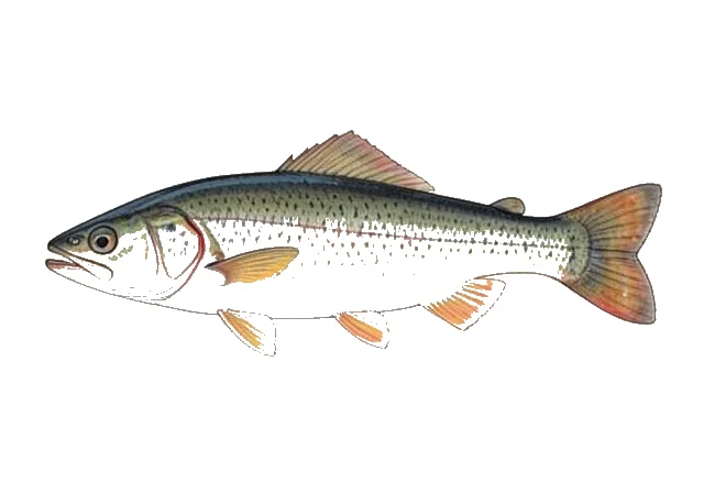 Greater Jumprock field guide illustration