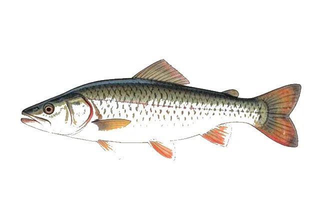 Greater Redhorse field guide illustration