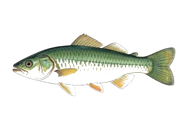 Green Barb field guide illustration
