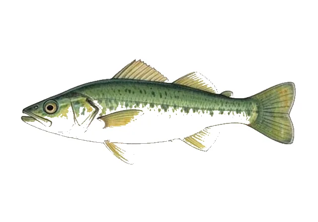 Green Goby field guide illustration