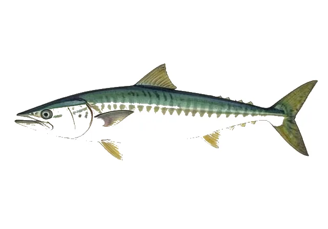 Illustration of Green Sturgeon