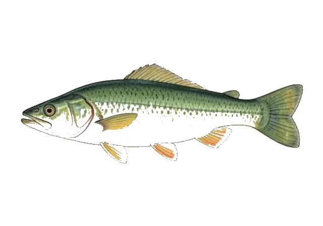 Green Sucker field guide illustration