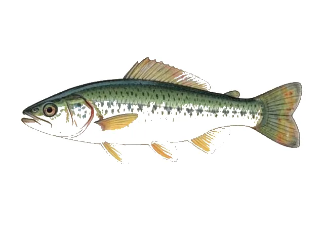 Greenbreast Darter field guide illustration