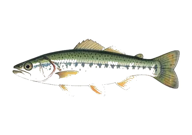 Greenhead Shiner field guide illustration