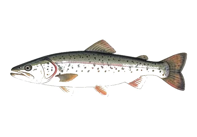 Illustration of Greenland Cod
