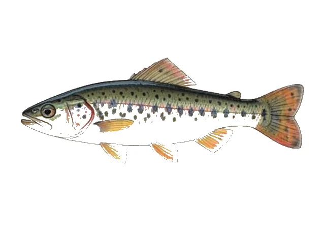 Greenthroat Darter field guide illustration