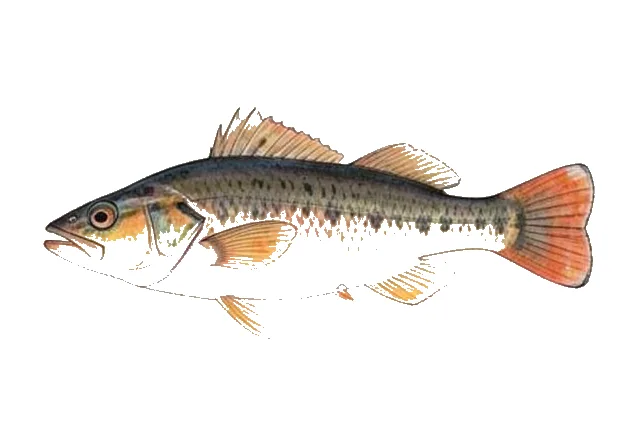 Guadaloupe Cardinalfish field guide illustration