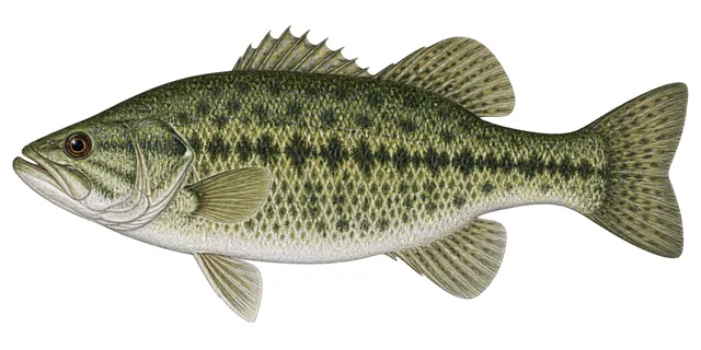 Guadalupe Bass field guide illustration