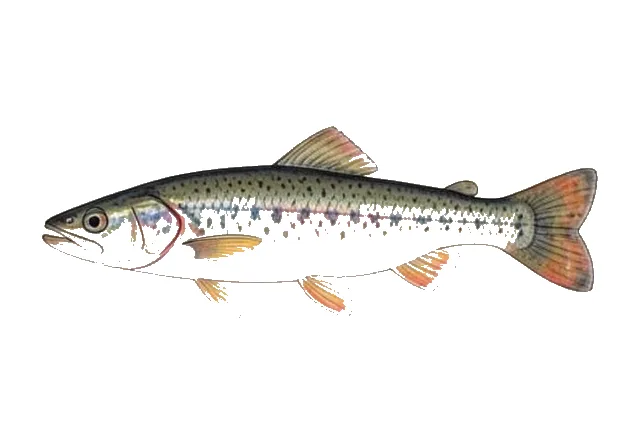 Guadalupe Roundnose Minnow field guide illustration