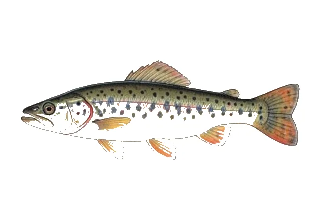Gulf Darter field guide illustration
