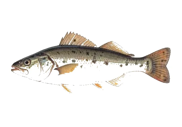 Illustration of Gulf Flounder