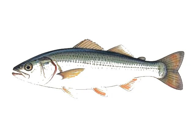 Gulf Menhaden field guide illustration