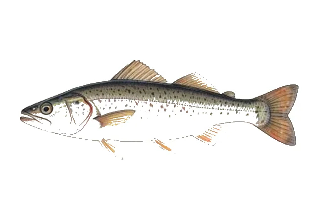 Gulf Minkfish field guide illustration