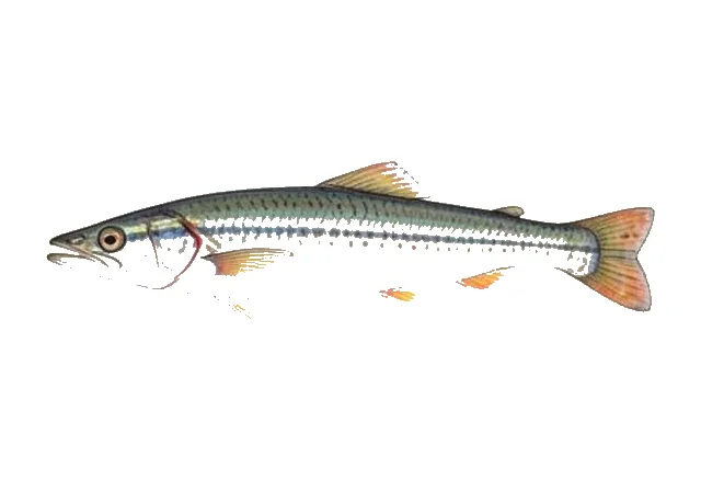 Illustration of Gulf Pipefish