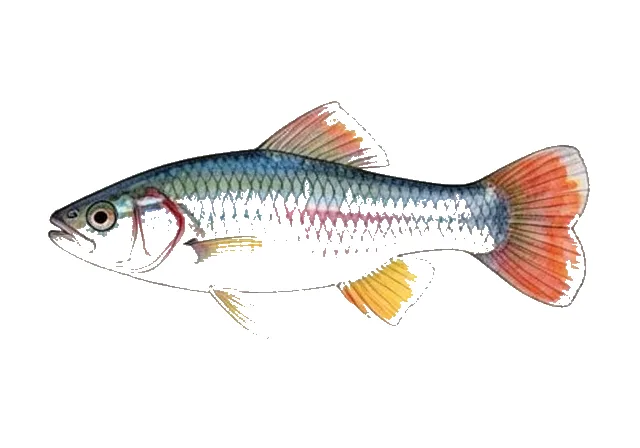Guppy field guide illustration