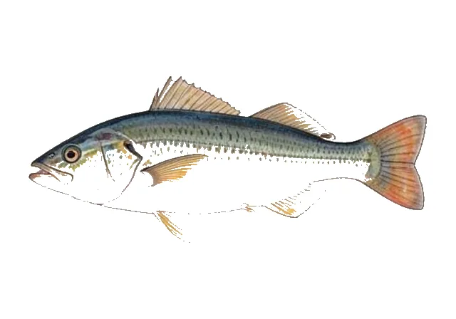 Hawaiian Ladyfish field guide illustration