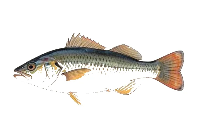 Hawaiian Turkeyfish field guide illustration