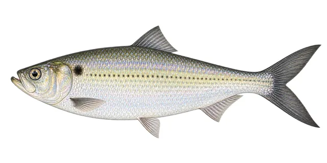 Hickory Shad field guide illustration