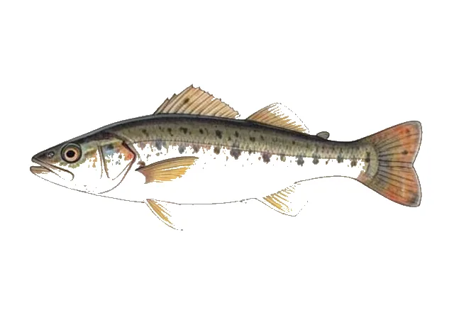 Highfin Goby field guide illustration
