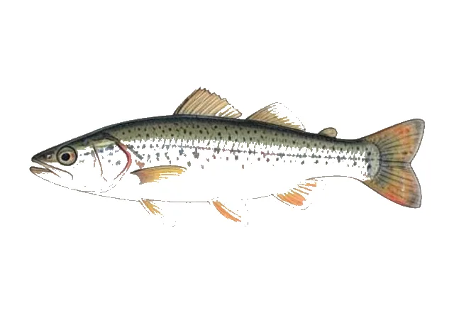 Highfin Shiner field guide illustration