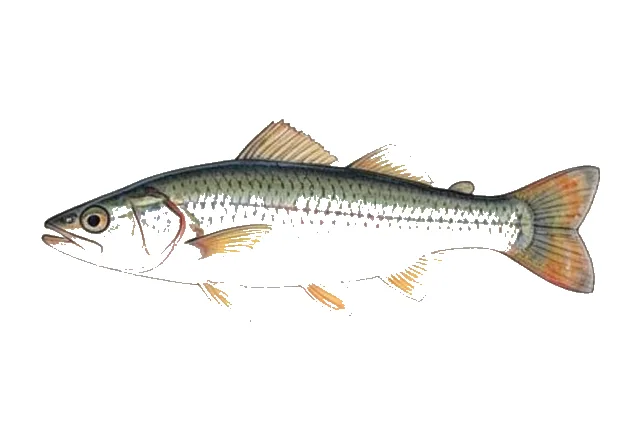 Highscale Shiner field guide illustration