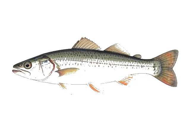 Illustration of Inland Silverside