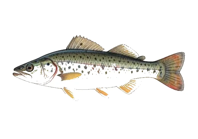Iowa Darter field guide illustration