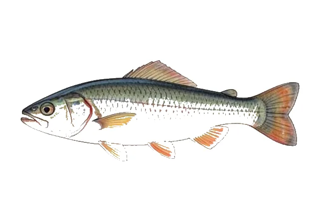 Kentrocapros spilonotus field guide illustration