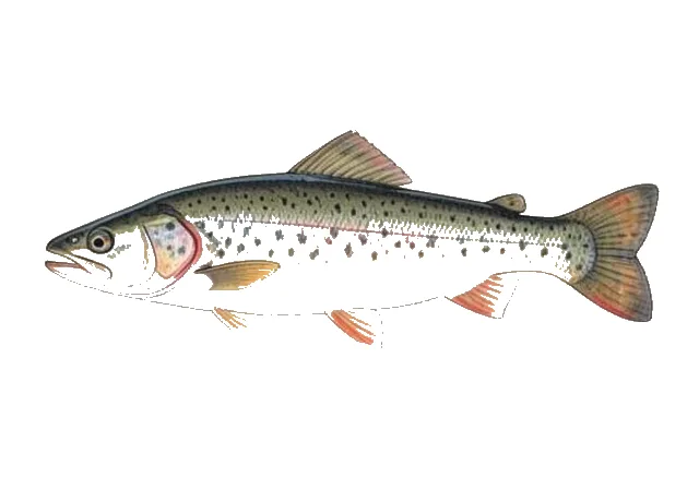 Kiyi field guide illustration