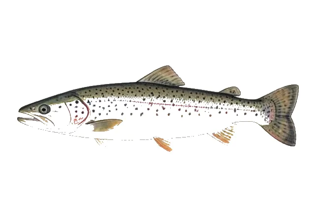 Lake Trout field guide illustration