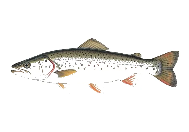 Illustration of Lake Whitefish